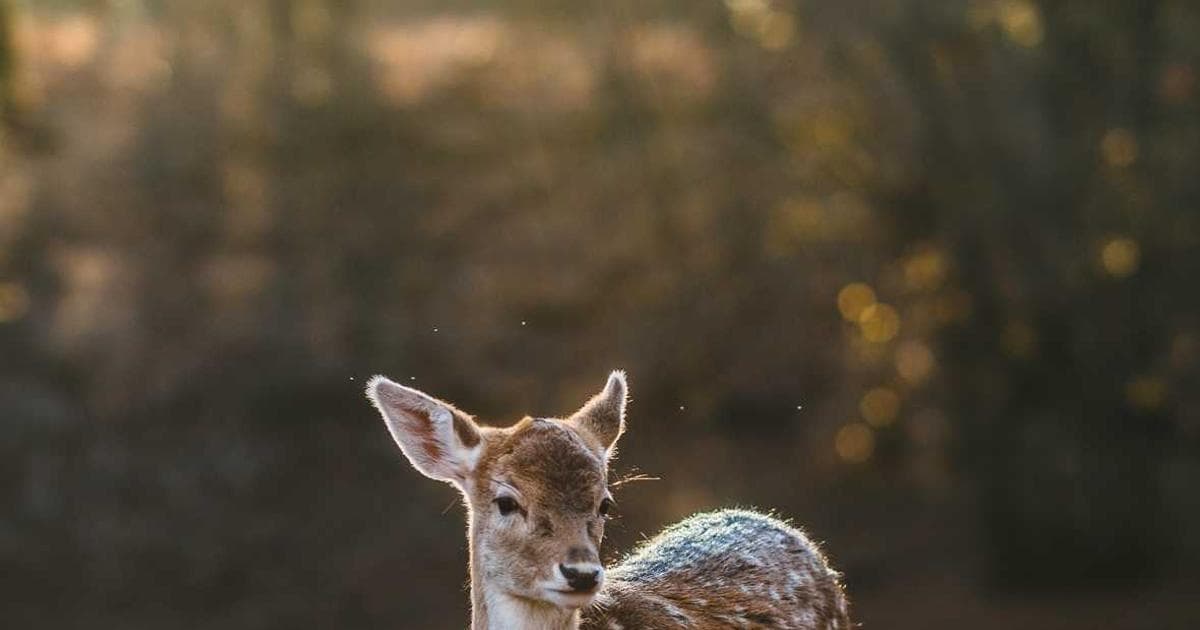 Muslim Marriage Biodata Guide Image